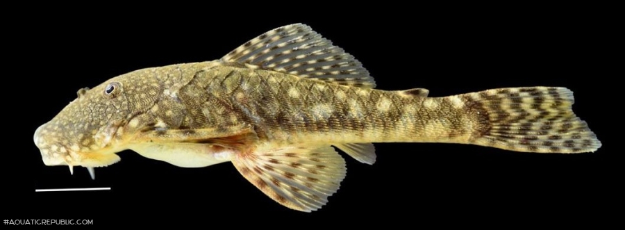 Chaetostoma sp. `RIO CAUCA`